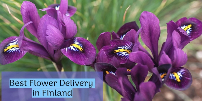 flowers, finland, send flowers finland, finland flower delivery, flower delivery finland