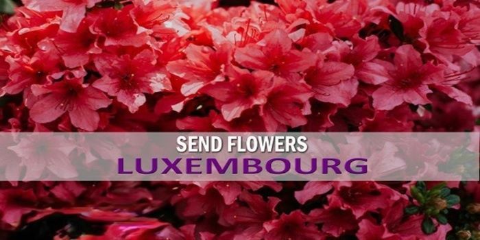 flowers, luxembourg, flowers luxembourg, send flowers luxembourg, flower delivery luxembourg, flowers to luxembourg