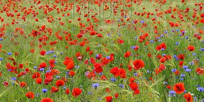 flowers, germany, flowers to germany, send flowers germany, flower delivery germany, deliver flowers germany