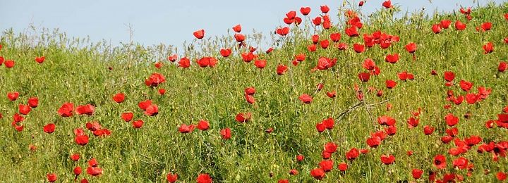 flowers, Uzbekistan, send flowers Uzbekistan, Uzbekistan flower delivery, flower delivery Uzbekistan