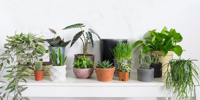 plants, france, plant delivery france, send plants france, plants to france