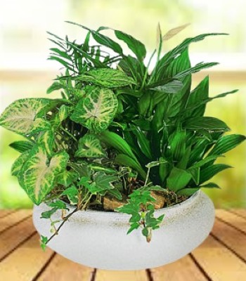 Green Plants - Assorted Indoor Plant