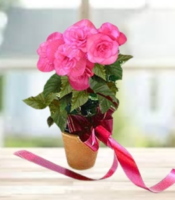 Pink Flowering Plant