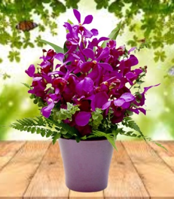 Stylist - Premium Orchids In Blue Floral Aluminum Pot