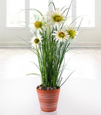 Silk Potted Daisies