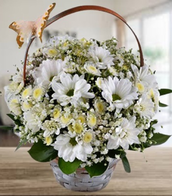 Thumbelina - Chrysanthemum Daisy in Fancy Basket