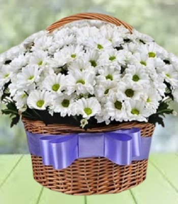 Field of Camomiles - Chrysanthemum Daisy in Fancy Basket