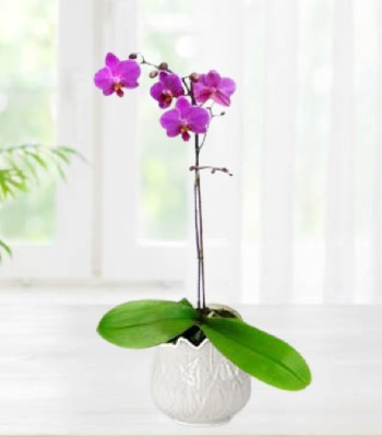 Exotic Purple Orchid Plant