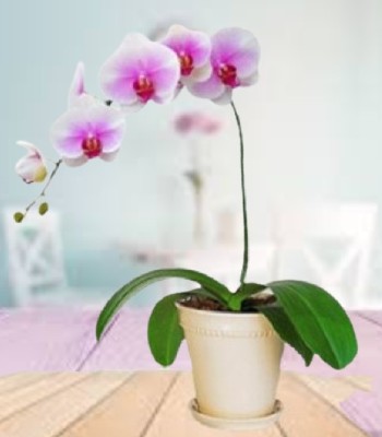 Lavender Phalaenopsis Orchid Plant