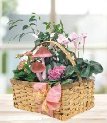 Assorted Plants Basket