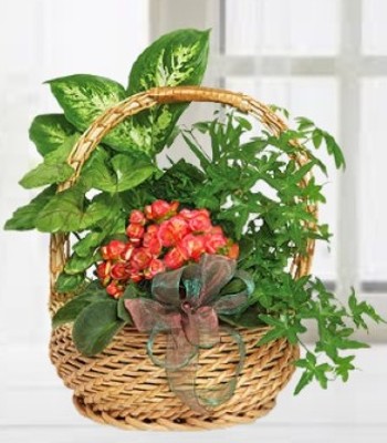 Blooming Plant Basket