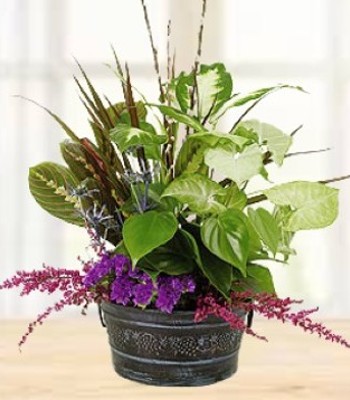 Green Plants - Assorted Indoor Plant