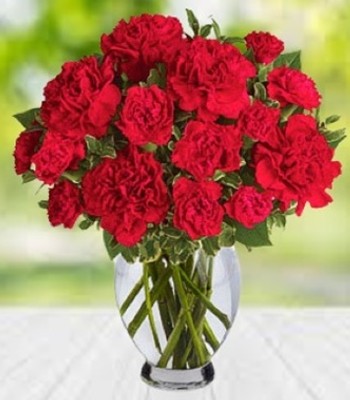 Celebration - Fresh Red Carnations in Vase