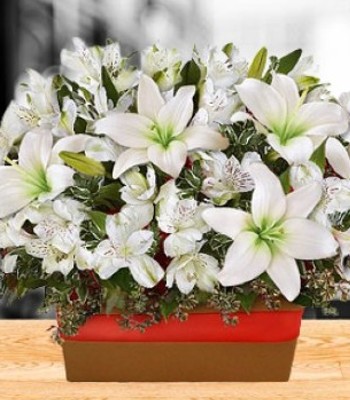 Fragrant lily with White Flowers