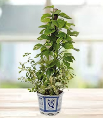 Emerald Hill - Elegant and Luxurious Plant
