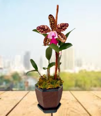 For The Elite - Lavender and Purple Cattleya Orchid Blooms