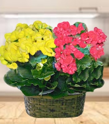 Begonia Plants In Fancy Basket