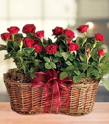 Red Rose Basket - 12 Roses