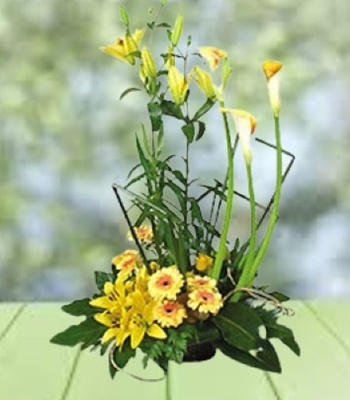 Calla Lily Bouquet - Yellow Long Stem Callas Lilies With Gerbera & Daisy