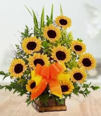 Morning Dazzle - Sunflowers and Green Fillers Set in Ceramic Base