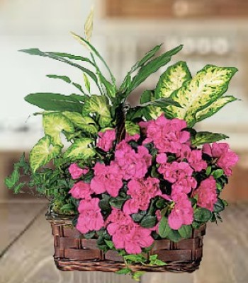 Flowering and Non-Flowering Assorted Plant Basket