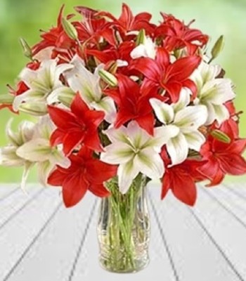 Asiatic Lily - Red and White Color Lilies