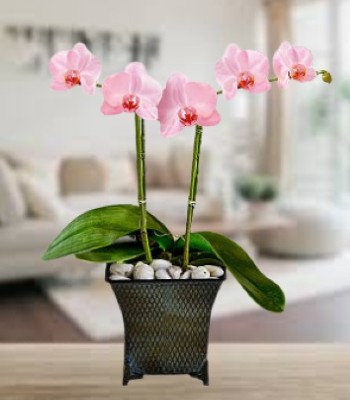 Pink Phalaenopsis Orchid Plant - Double Stem