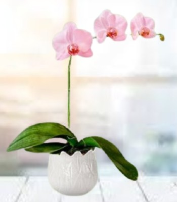 Pink Phalaenopsis Orchid Plant - Single Stem