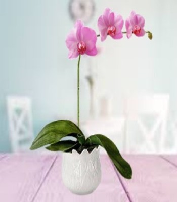 Purple Phalaenopsis Orchid Plant