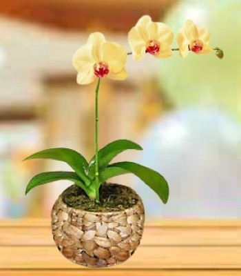 Yellow Phalaenopsis Orchid Plant - Single Stem