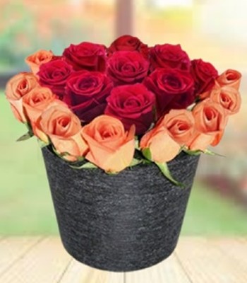 18 Mixed Color Assorted Premium Roses