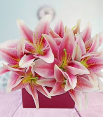 Pink Fairy - Pink Asiatic Lilies n Fancy Posy Box