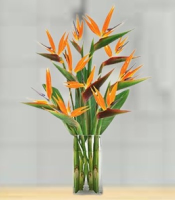 Birds of Paradise Flower Bouquet - Free Glass Vase