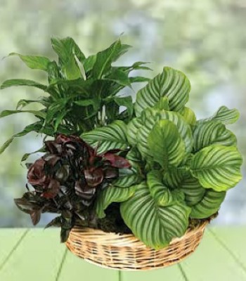 Green Plant Basket
