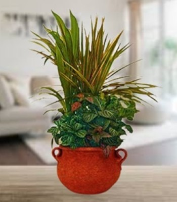 Green Plants - Assorted Indoor Plants