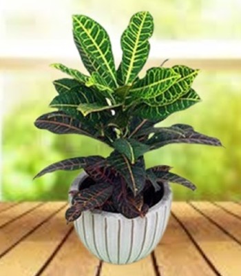 Croton Plant in Fancy Clay Flowerpot