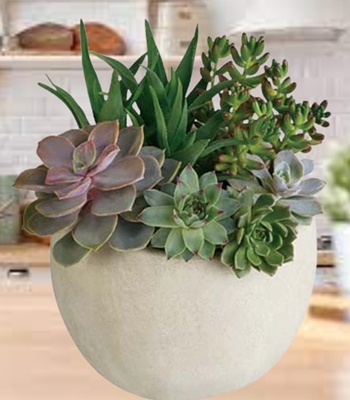 Assorted Indoor Plants
