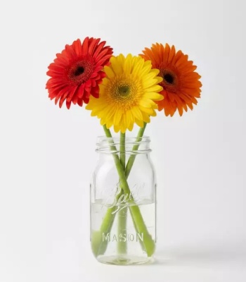 Gerbera Daisies in Mason Jar