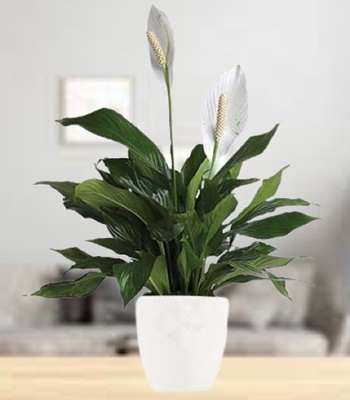 Peace Lily Plant