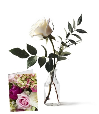 Single Long Stem White Rose