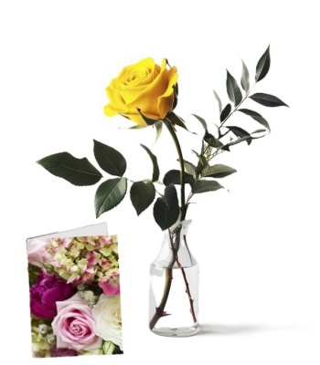 Single Long Stem Yellow Rose