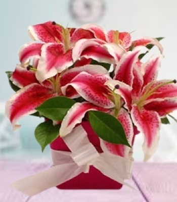 Stargazer Lily Bouquet - Extra Large Size