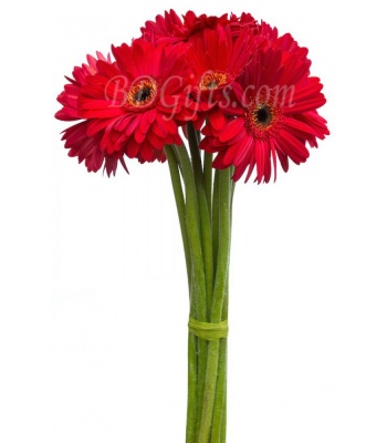 8 Red Gerberas