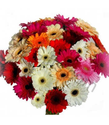 Mix Gerbera Flower Bouquet