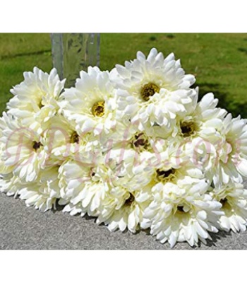 White Gerbera Flower Bouquet - 18 White Gerberas