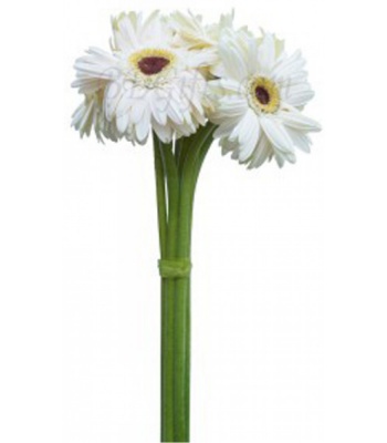 White Gerbera Flower Bouquet - 5 White Gerberas
