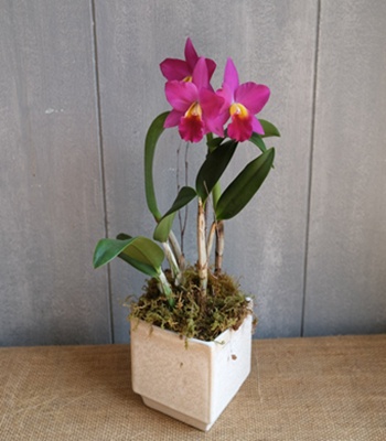 Cybidium Orchid Plant