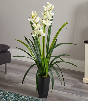 Cattleya Orchid Plant
