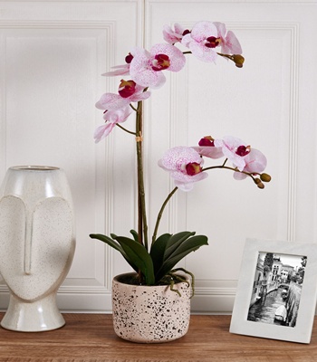 Pink Orchid Plant - Double Stem