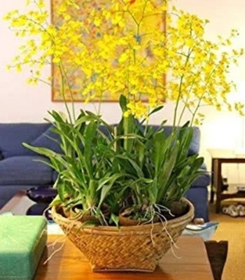 Oncidium Orchid Plant - 'Rain of Gold'